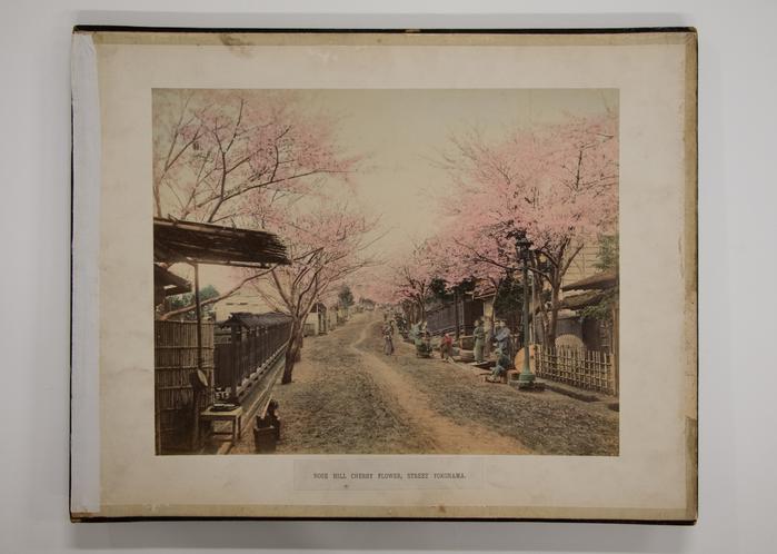 Noge Hill Cherry Flower, Street Yokohama (inside front cover)