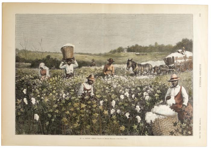 In a Cotton Field