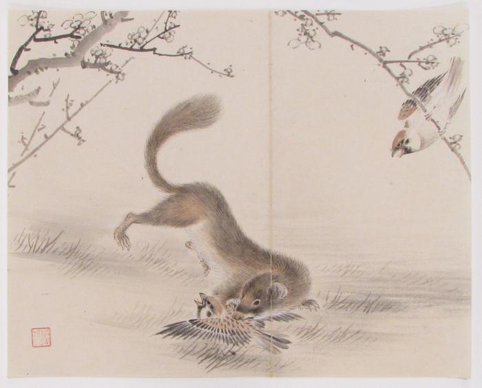 Weasel Attacking a Sparrow