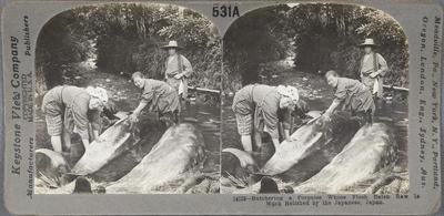 Butchering a Porpoise Whose Flesh Eaten Raw is Much Relished by the Japanese, Japan